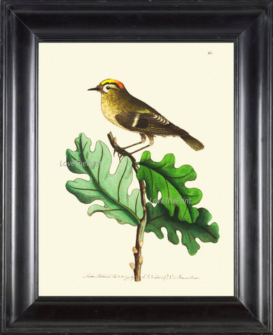 Bird Print  Art NOD185 Beautiful Antique Illustration Small Forst Nature Bird Tree Leaves Ivory Background Wall Home Room Decor to Frame