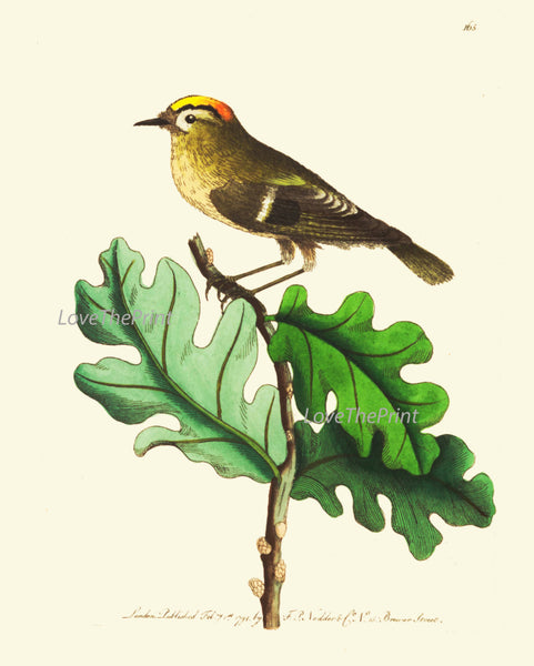 Bird Print  Art NOD185 Beautiful Antique Illustration Small Forst Nature Bird Tree Leaves Ivory Background Wall Home Room Decor to Frame