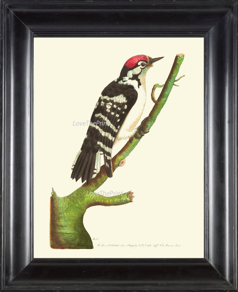 Bird Print  Art NOD217 Beautiful Antique Red Woodpecker Picture Illustration Natural Science Green Nature Wall Home Room Decor to Frame