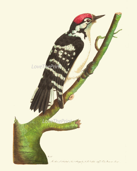 Bird Print  Art NOD217 Beautiful Antique Red Woodpecker Picture Illustration Natural Science Green Nature Wall Home Room Decor to Frame