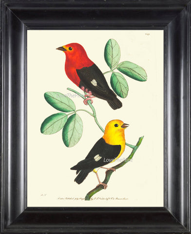 Bird Print  Art NOD232 Beautiful Antique Red Yellow Songbirds Green Tree Leaves Illustration Nature Wall Home Room Decor to Frame