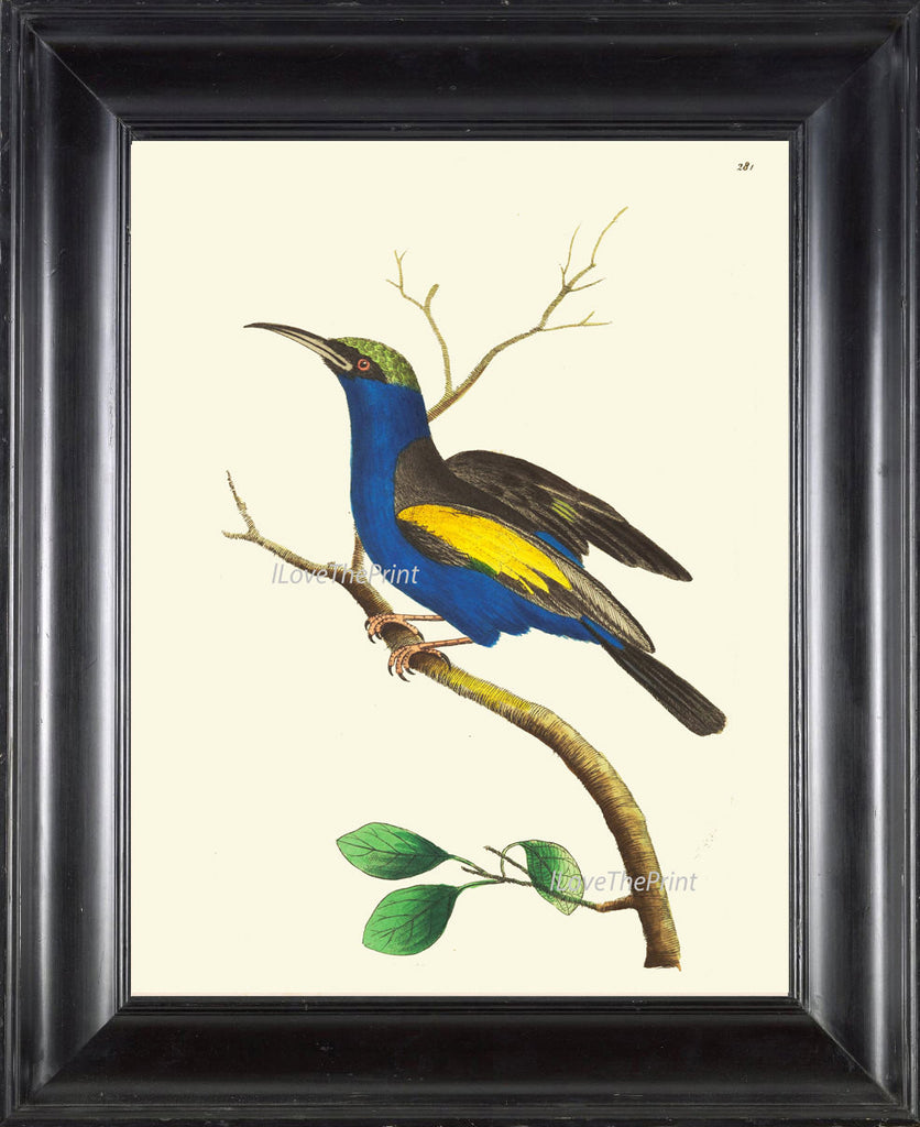 Bird Print  Art NOD247 Beautiful Antique Blue Yellow Songbird Tree Leaves Nature Home Dining Living Bedroom Kitchen Room Decor to Frame